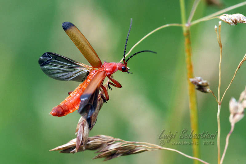 Ancistronycha erichsonii